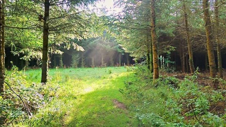 Lobhill Farmhouse Bed And Breakfast And Self Catering Accommodation Okehampton Værelse billede