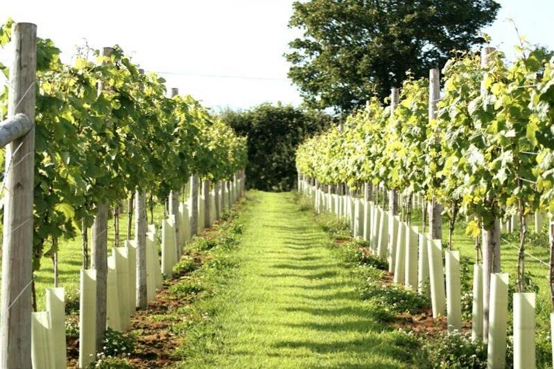 Lobhill Farmhouse Bed And Breakfast And Self Catering Accommodation Okehampton Værelse billede