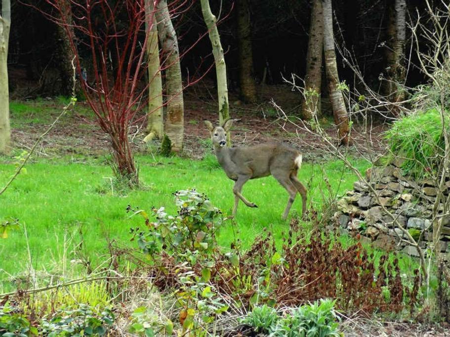 Lobhill Farmhouse Bed And Breakfast And Self Catering Accommodation Okehampton Værelse billede